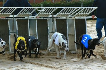 GREYHOUNDS:  Brothers’ Long Tom triumph