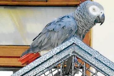 Missing parrot plea