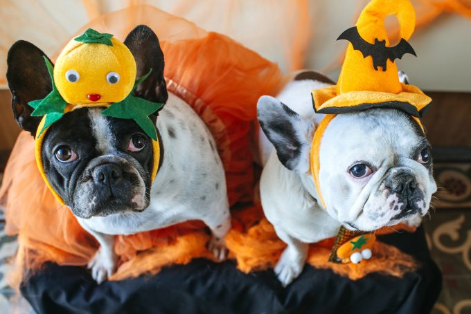 Couple Of Dogs In Disguise For Halloween Dng Online Limited