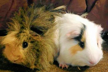 Forever homes sought for guinea pig pairs