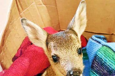 Wildlife charity in fawn alert