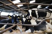 Assurances given over SW dairy sector