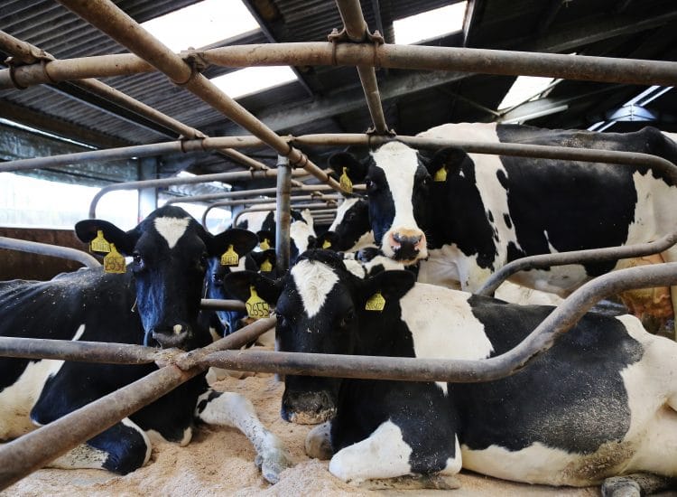 Assurances given over SW dairy sector