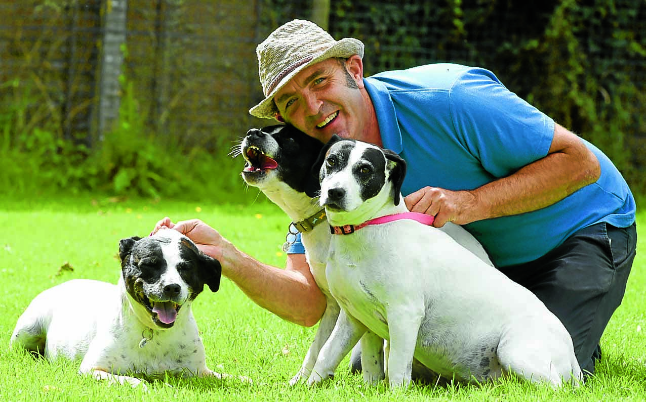 Dog trio in forever home hunt