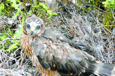 Concern as another hen harrier goes missing