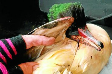 Plea to anglers after duck hooked