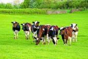 Young farming innovators wanted for competition