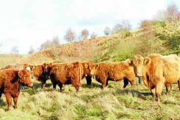 Cattle GPS collar trackers are a success