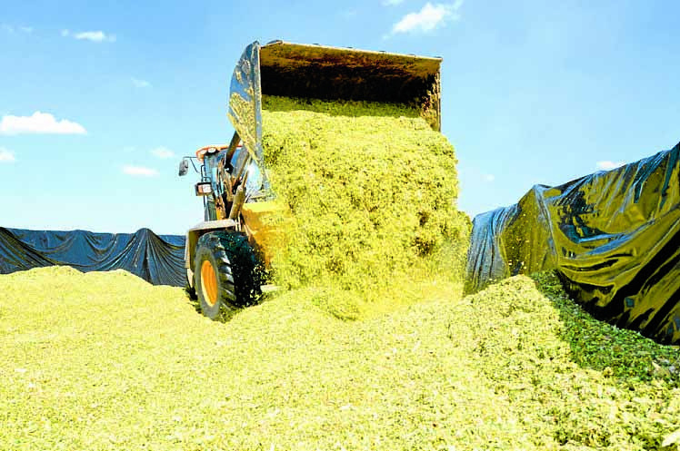 Silage clamp checks advised