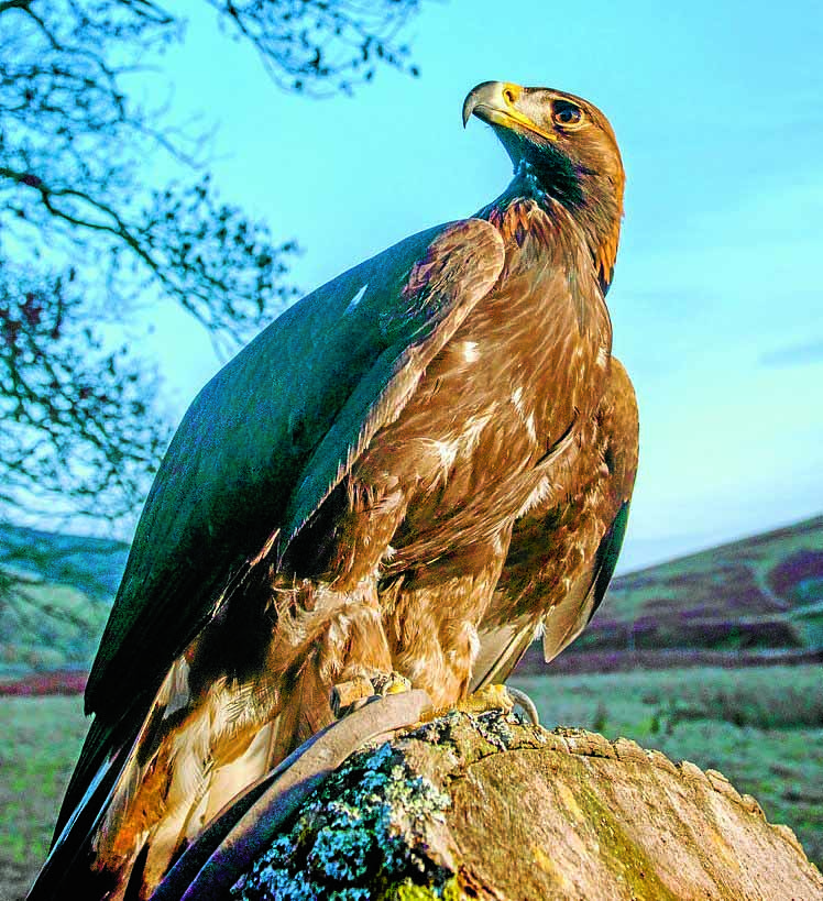 47 golden eagles now in region