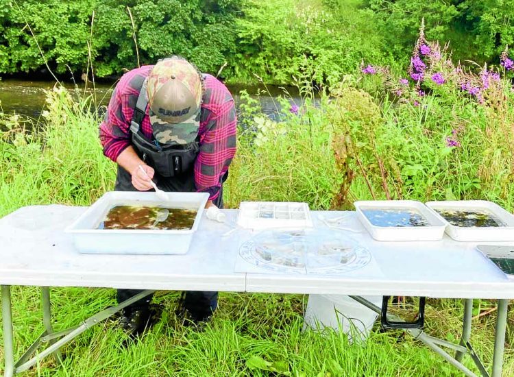 River survey looks  at local water life