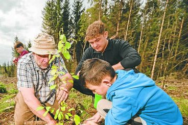 Trio of woods to get added value