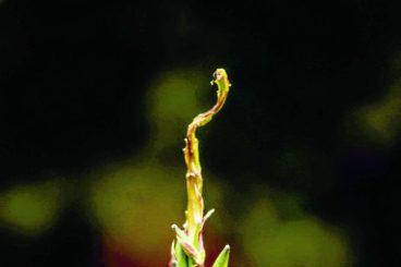 Once-in-a-decade event as exotic plant flowers