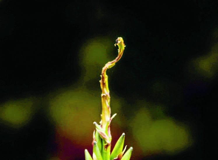 Once-in-a-decade event as exotic plant flowers