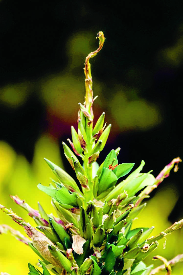 Once-in-a-decade event as exotic plant flowers