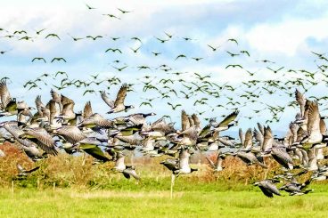 Visiting geese are back on form