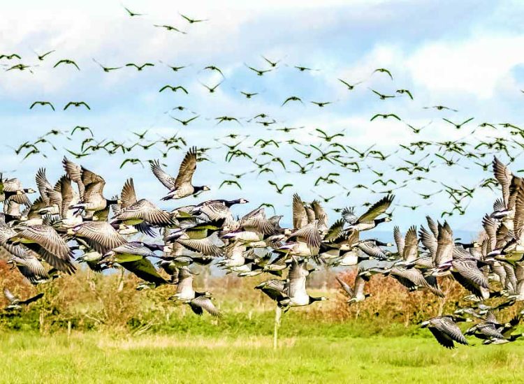 Visiting geese are back on form