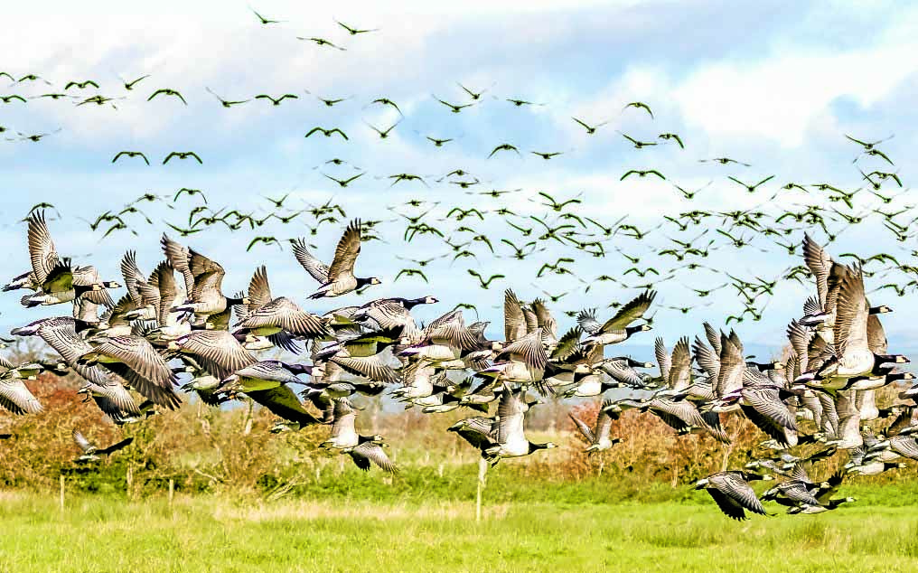 Visiting geese are back on form