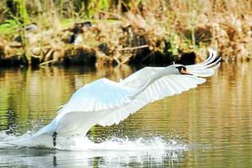 Sam's swan shortlisted for photography prize