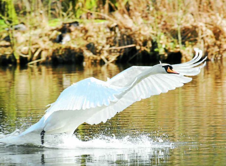 Sam's swan shortlisted for photography prize