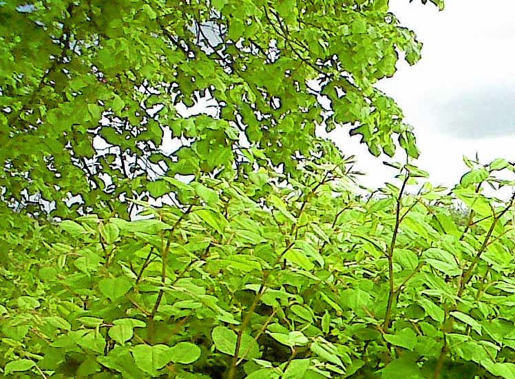 Knotweed concerns spreading in Moffat