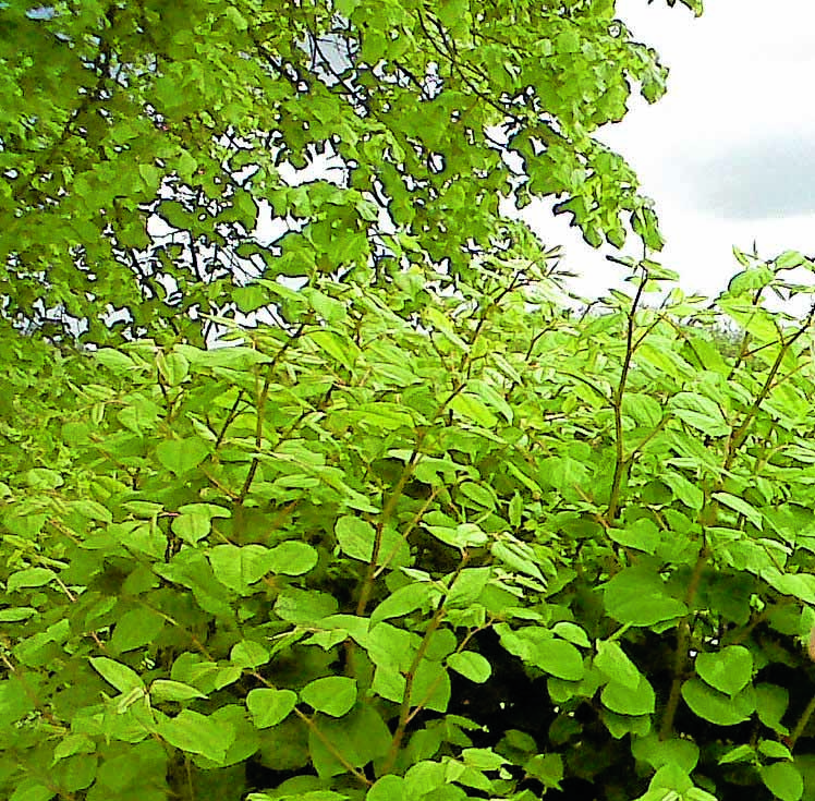 Knotweed concerns spreading in Moffat