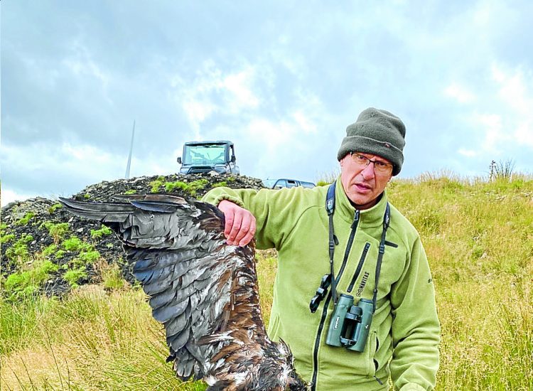 Wind turbine to blame for eagle death