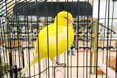 Canary show open to all