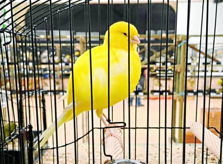 Canary show open to all