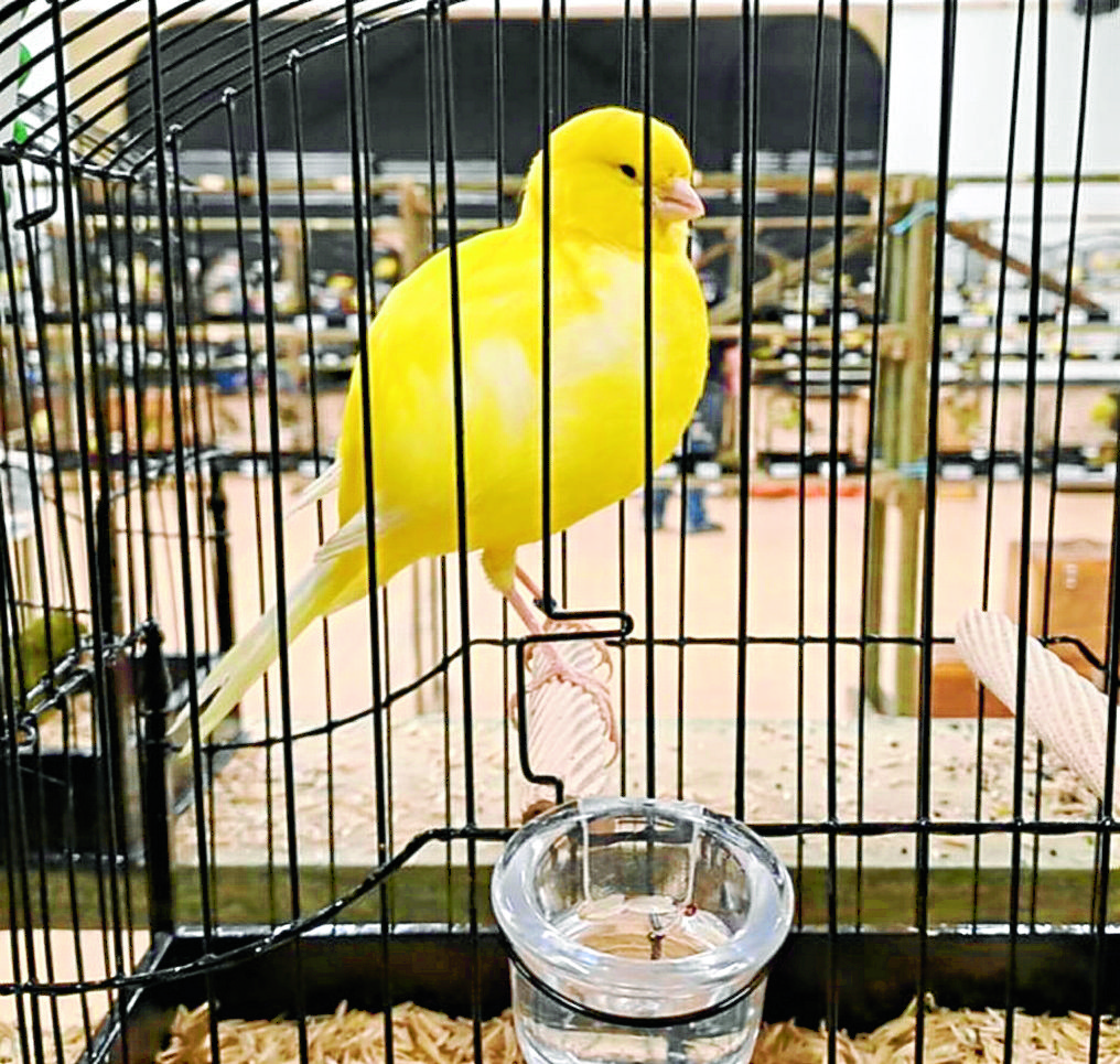 Canary show open to all