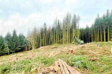 Larch work moves to phase two