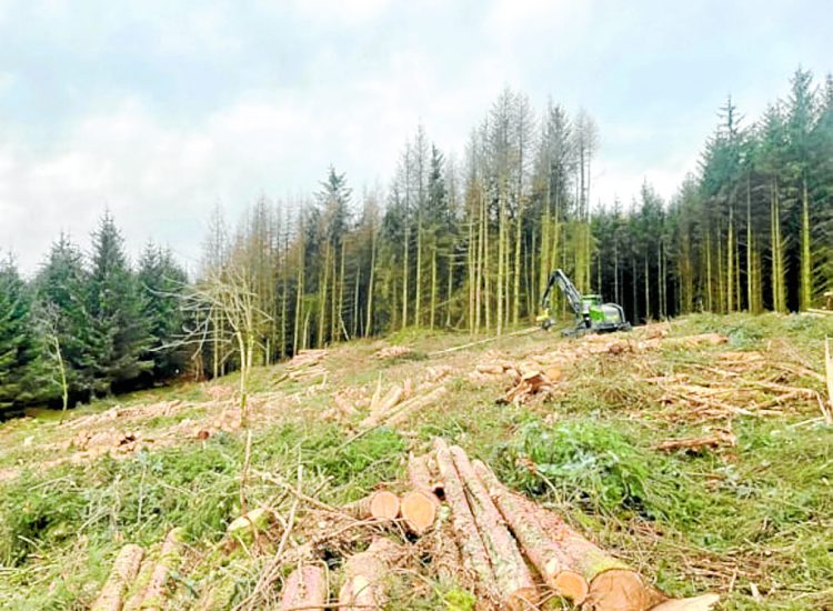 Larch work moves to phase two