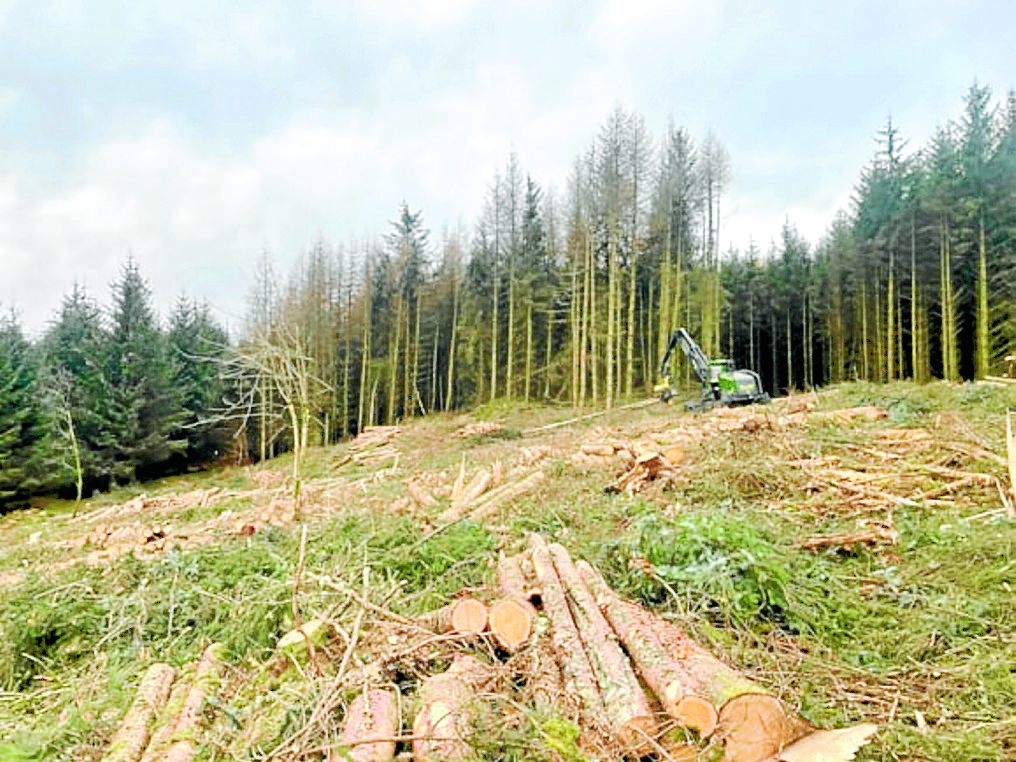 Larch work moves to phase two