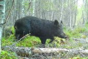 Data to be gathered on region’s feral pigs