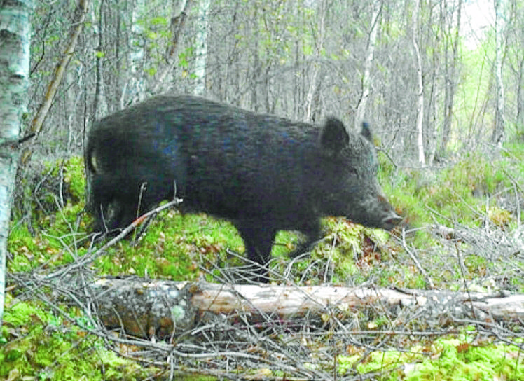 Data to be gathered on region’s feral pigs