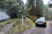 Forests are 'highly dangerous' after storm