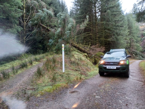 Forests are 'highly dangerous' after storm