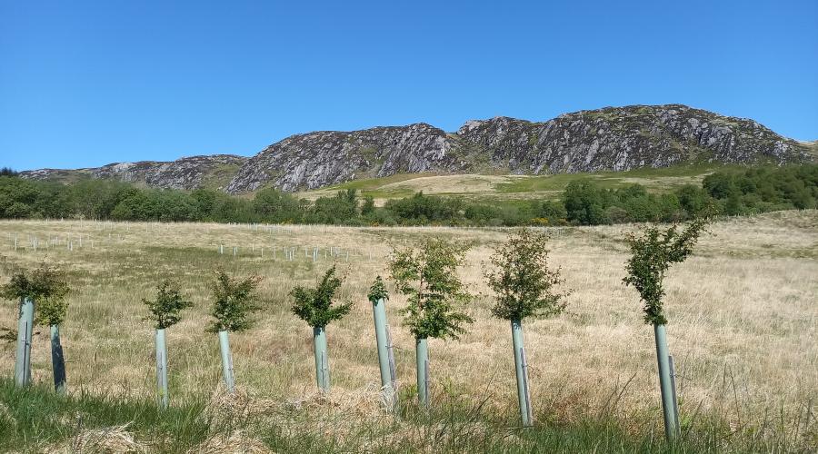 Tree-mendous efforts at reserve