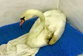 Happy ending for poorly swan found at loch