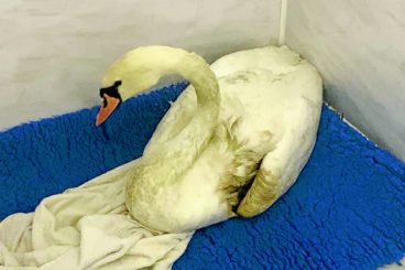 Happy ending for poorly swan found at loch