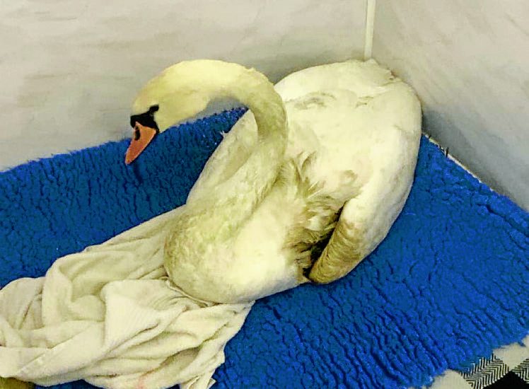 Happy ending for poorly swan found at loch