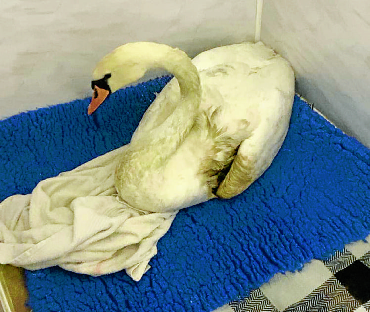 Happy ending for poorly swan found at loch