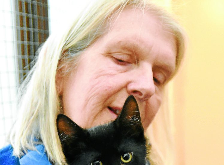 Cat charity reflects on a busy year