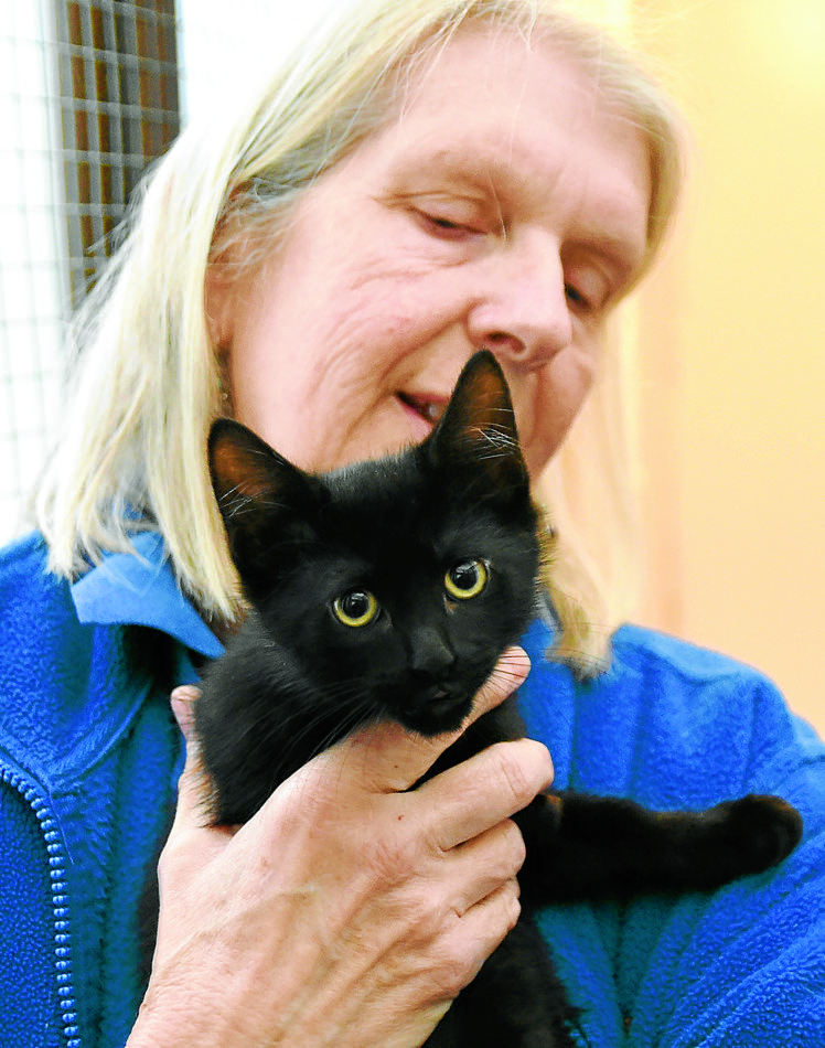 Cat charity reflects on a busy year