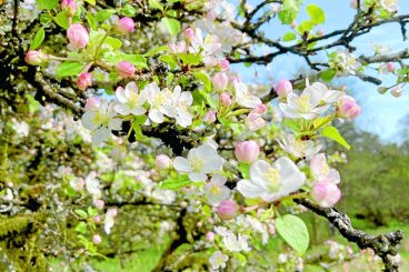 Region revealed as crab apple hotspot