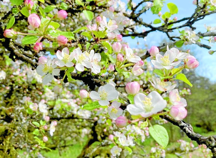 Region revealed as crab apple hotspot