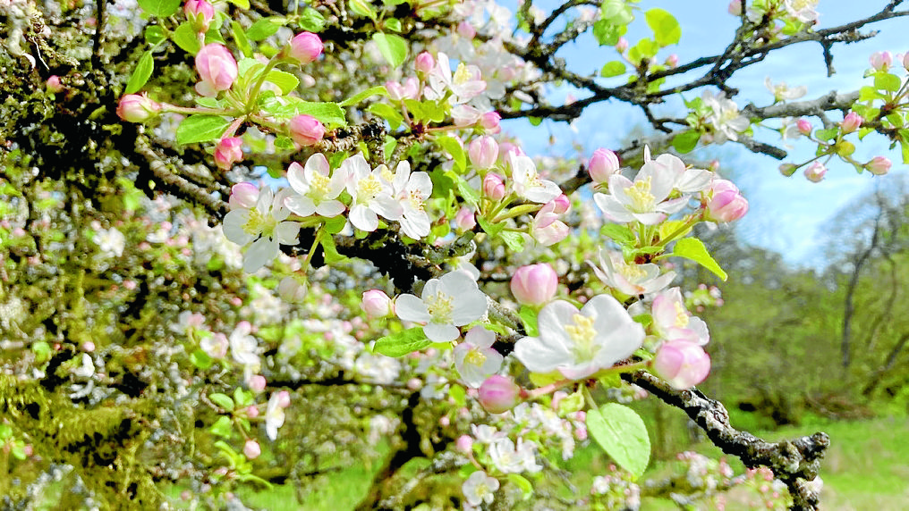 Region revealed as crab apple hotspot