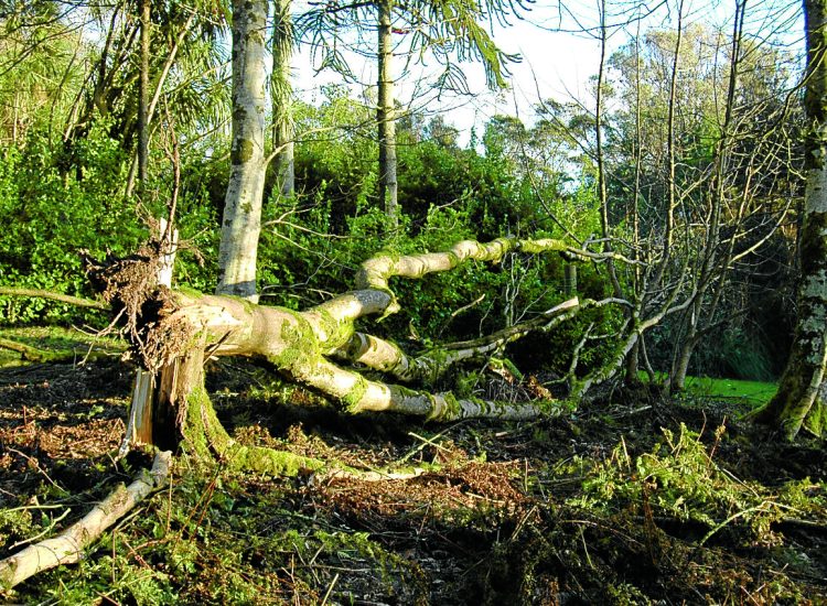 Garden teams survey storm damage