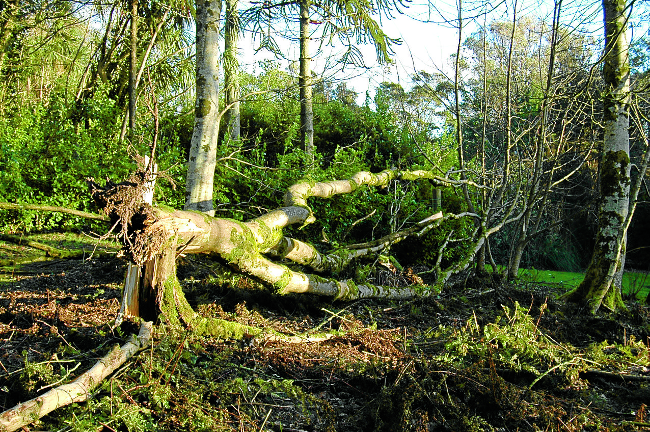 Garden teams survey storm damage