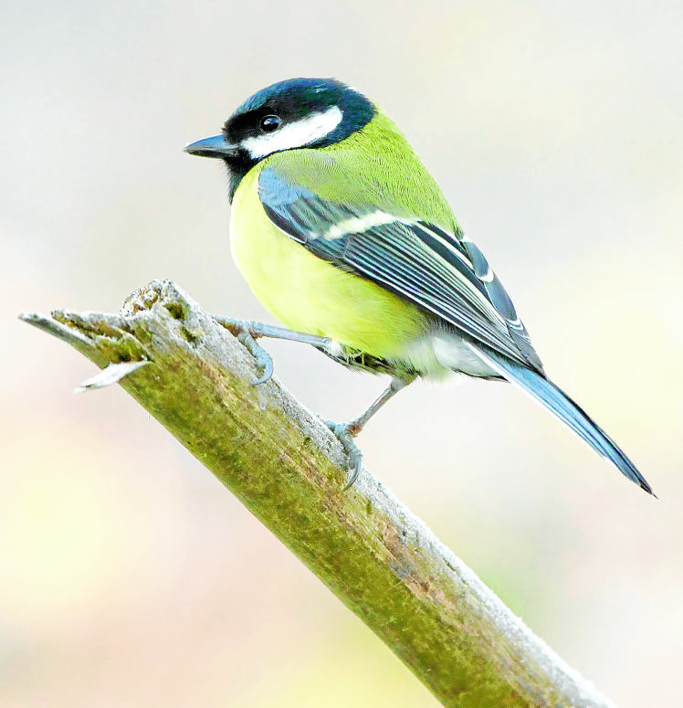 Can you spare an hour to count birds?